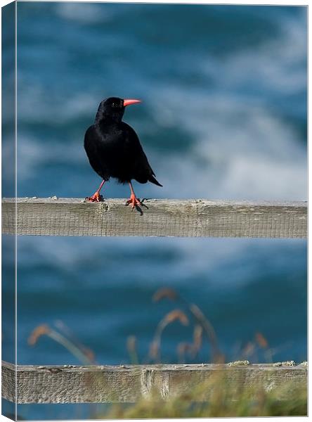 CHOUGH #2 Canvas Print by Anthony R Dudley (LRPS)