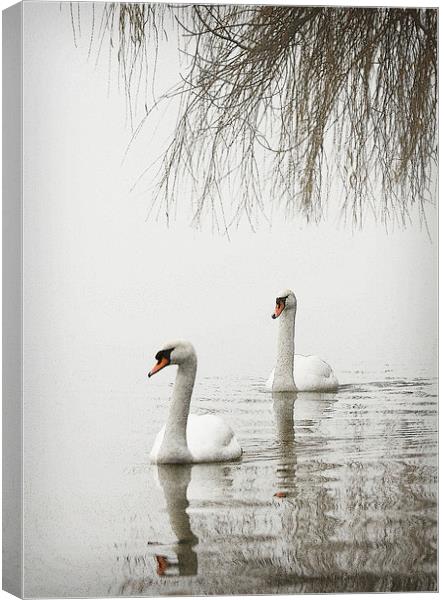 SWANS IN THE MIST #2 Canvas Print by Anthony R Dudley (LRPS)