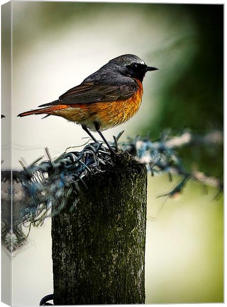 COMMON REDSTART Canvas Print by Anthony R Dudley (LRPS)