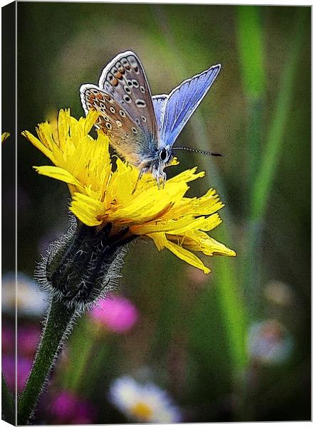COMMON BLUE BUTTERFLY Canvas Print by Anthony R Dudley (LRPS)