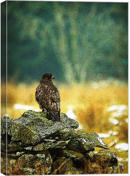 WINTER BUZZARD Canvas Print by Anthony R Dudley (LRPS)