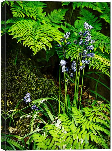 WOODLAND FLOOR Canvas Print by Anthony R Dudley (LRPS)
