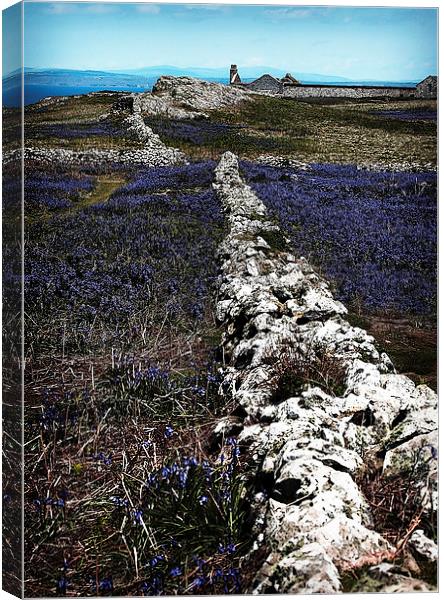 SKOMER BLUEBELLS Canvas Print by Anthony R Dudley (LRPS)