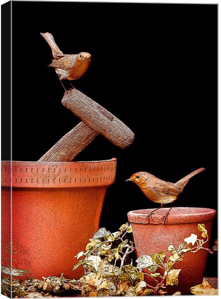 GARDEN ROBINS Canvas Print by Anthony R Dudley (LRPS)