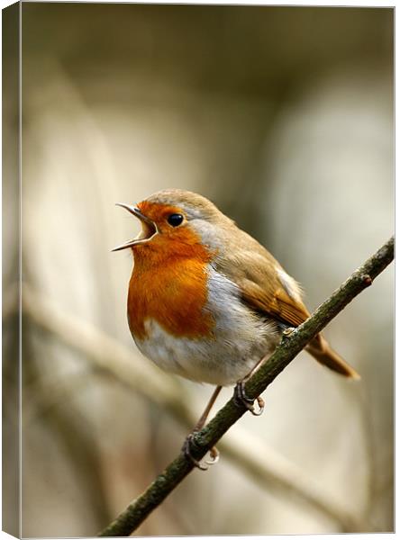 ROBIN IN FULL SONG Canvas Print by Anthony R Dudley (LRPS)