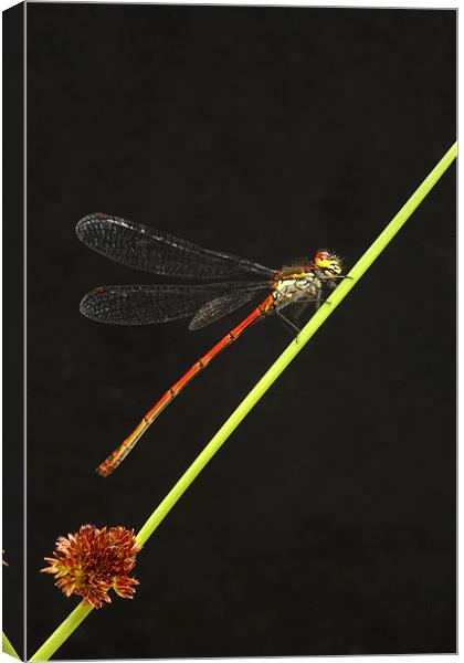 LARGE RED DAMSELFLY Canvas Print by Anthony R Dudley (LRPS)