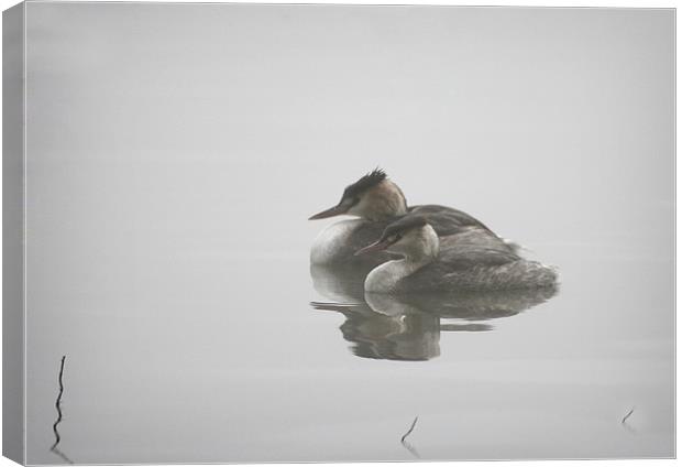 GREBES IN THE MIST Canvas Print by Anthony R Dudley (LRPS)