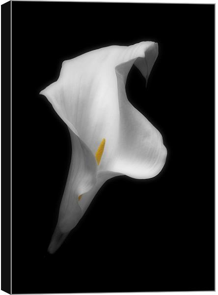 ARUM LILY Canvas Print by Anthony R Dudley (LRPS)