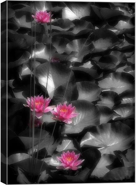 RED WATER LILIES Canvas Print by Anthony R Dudley (LRPS)