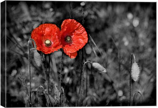 POPPY Canvas Print by Anthony R Dudley (LRPS)