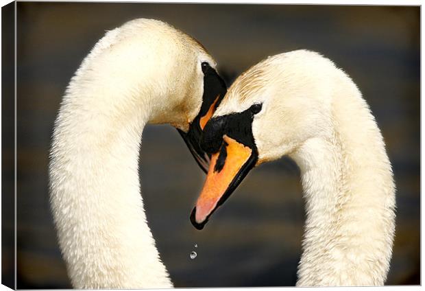 EMBRACE Canvas Print by Anthony R Dudley (LRPS)