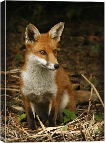 FOX Canvas Print by Anthony R Dudley (LRPS)