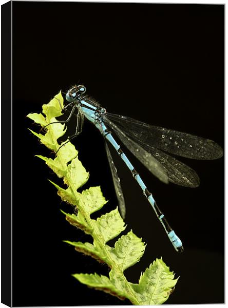COMMON BLUE DAMSELFLY Canvas Print by Anthony R Dudley (LRPS)