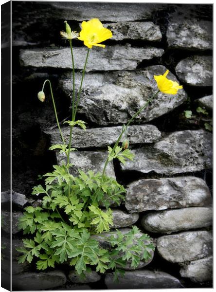 WELSH POPPY Canvas Print by Anthony R Dudley (LRPS)