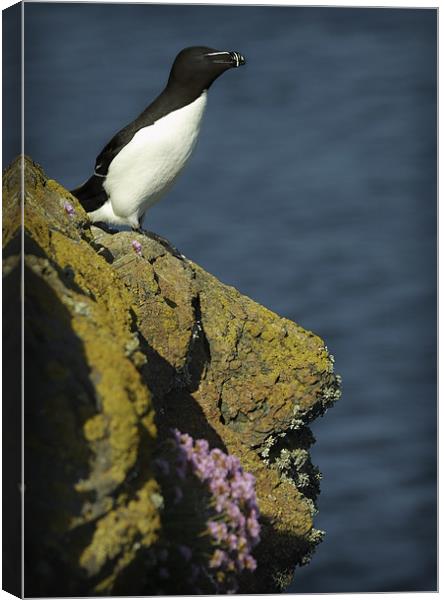 RAZORBILL Canvas Print by Anthony R Dudley (LRPS)