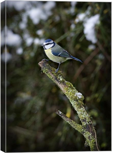 BLUE TIT IN THE SNOW Canvas Print by Anthony R Dudley (LRPS)