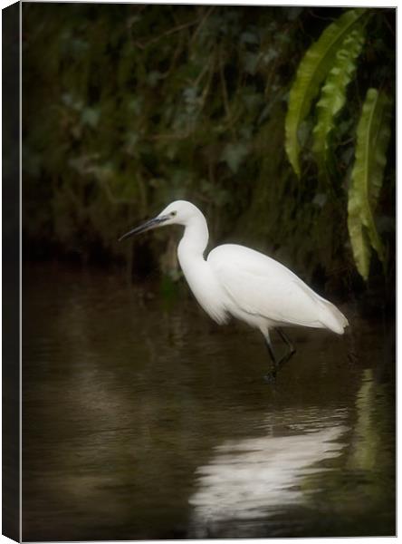 LITTLE EGRET Canvas Print by Anthony R Dudley (LRPS)