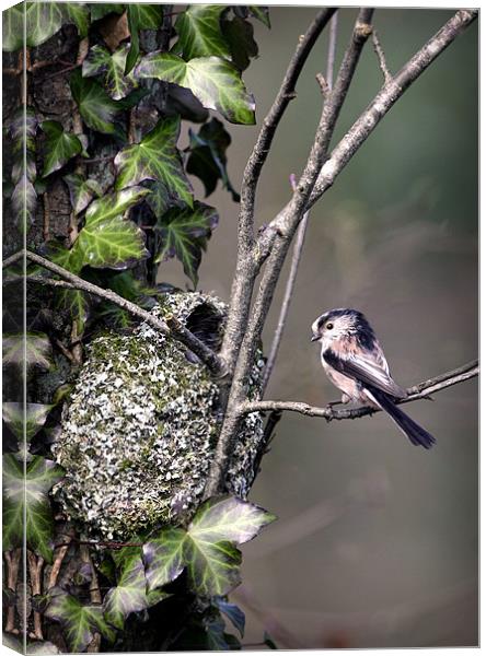 LONG-TAILED TIT AT NEST Canvas Print by Anthony R Dudley (LRPS)