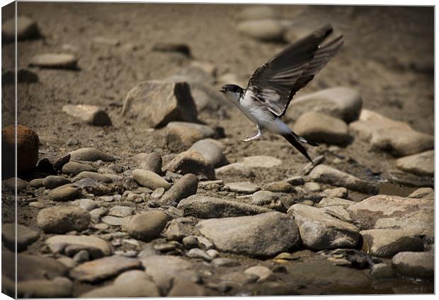 HOUSE MARTIN IN FLIGHT Canvas Print by Anthony R Dudley (LRPS)