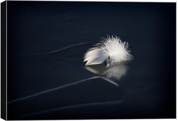 SWAN FEATHER ON ICE Canvas Print by Anthony R Dudley (LRPS)