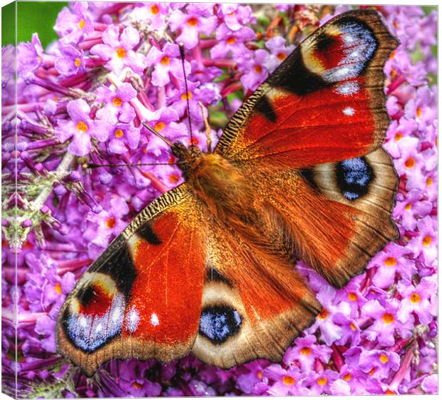 The Peacock Butterfly Canvas Print by stephen walton