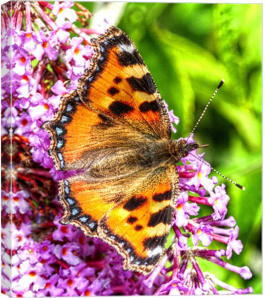 The Small Tortoiseshell Butterfly Canvas Print by stephen walton