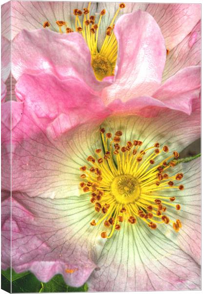 Wild Roses Canvas Print by stephen walton