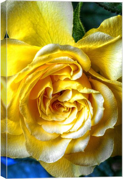 The Yellow Rose Canvas Print by stephen walton