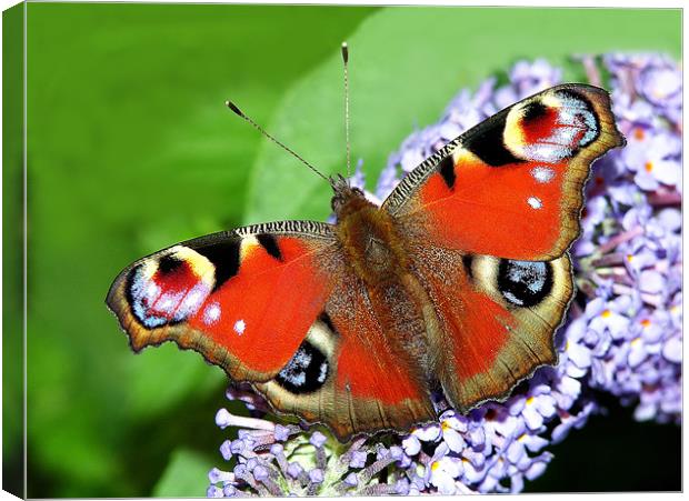 The Peacock Butterfly 1 Canvas Print by stephen walton