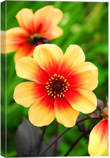 The Yellow and Red Dahlia Canvas Print by stephen walton