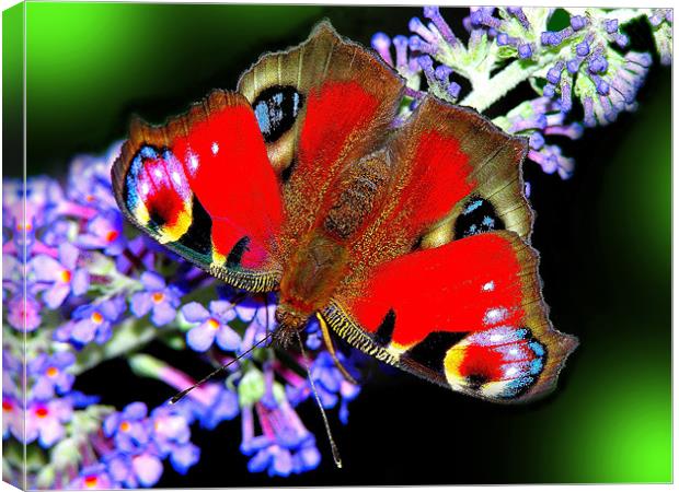 The Peacock Butterfly 2 Canvas Print by stephen walton