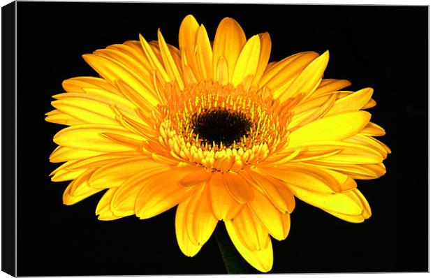 The Gerbera Canvas Print by stephen walton