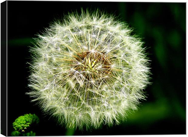 The Dandelion Seeds Canvas Print by stephen walton