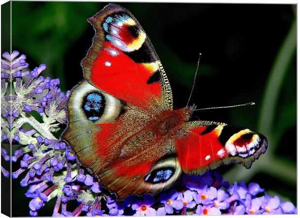 The Peacock Butterfly Canvas Print by stephen walton