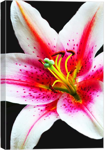 The Lily Canvas Print by stephen walton