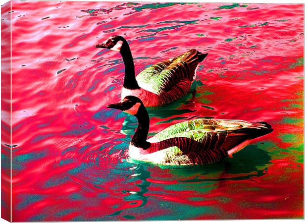 Psychedelic Geese Canvas Print by stephen walton
