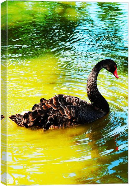 The Black Swan Canvas Print by stephen walton