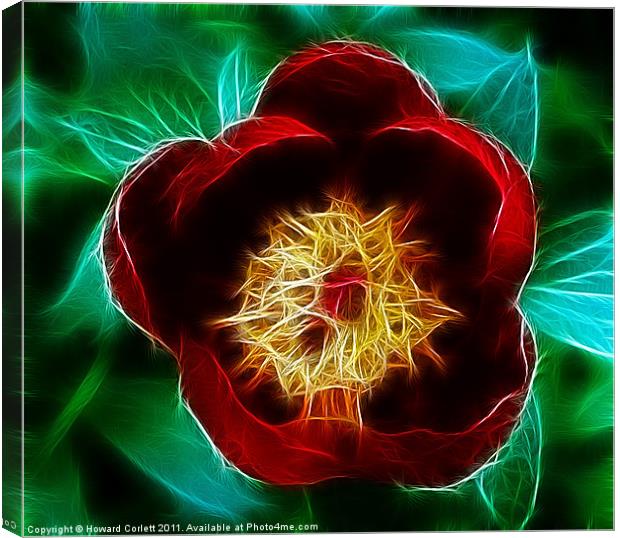 Red tulip Canvas Print by Howard Corlett