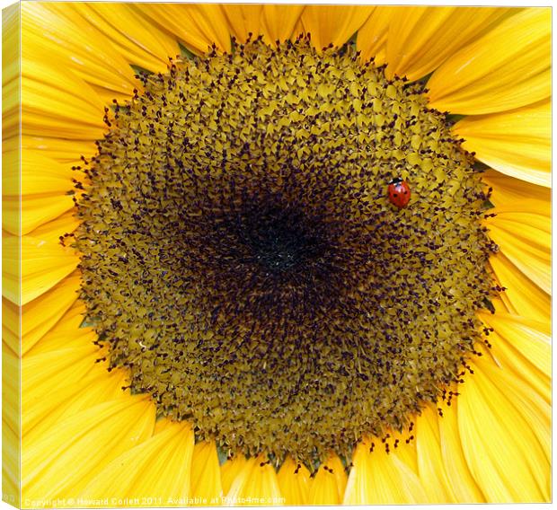 Sunflower and friend Canvas Print by Howard Corlett