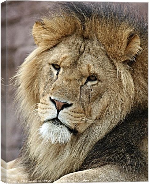 His Majesty! Canvas Print by Howard Corlett