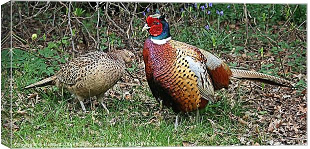Mr and Mrs Pheasant Canvas Print by Howard Corlett