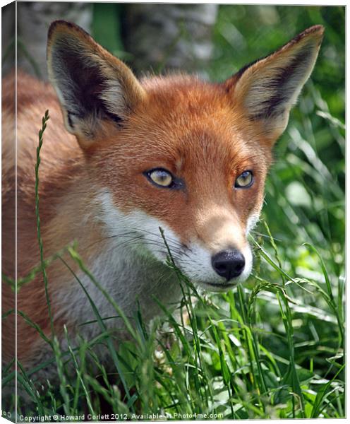 Red fox stare Canvas Print by Howard Corlett