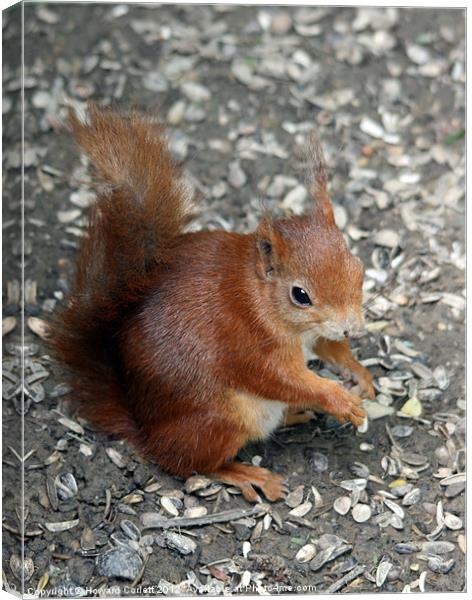 Red squirrel Canvas Print by Howard Corlett