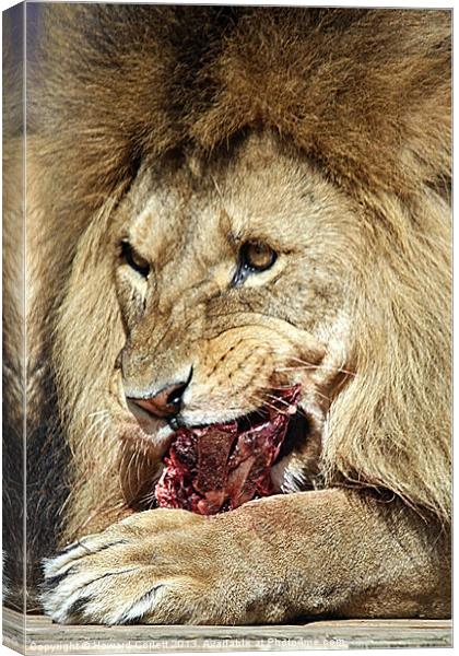 Lion feast Canvas Print by Howard Corlett