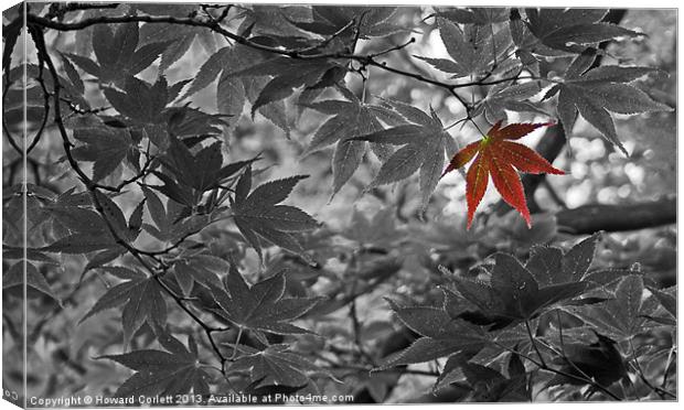 Red Leaf Canvas Print by Howard Corlett