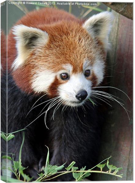 Red panda Canvas Print by Howard Corlett