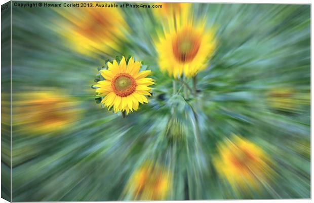 Sunflower Burst Canvas Print by Howard Corlett