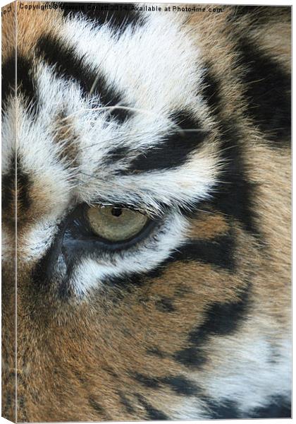 Eye of the tiger Canvas Print by Howard Corlett