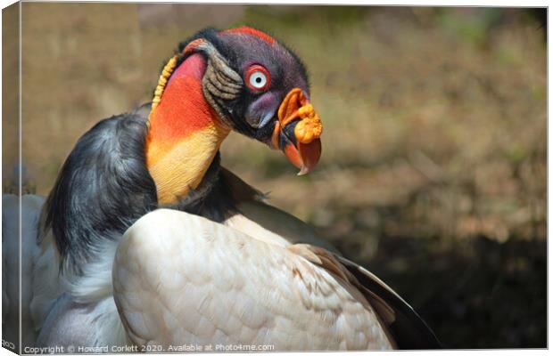 King Vulture Canvas Print by Howard Corlett