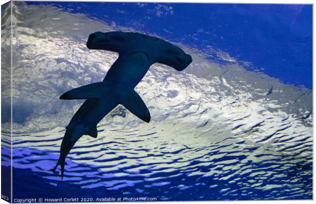 Hammerhead shark Canvas Print by Howard Corlett